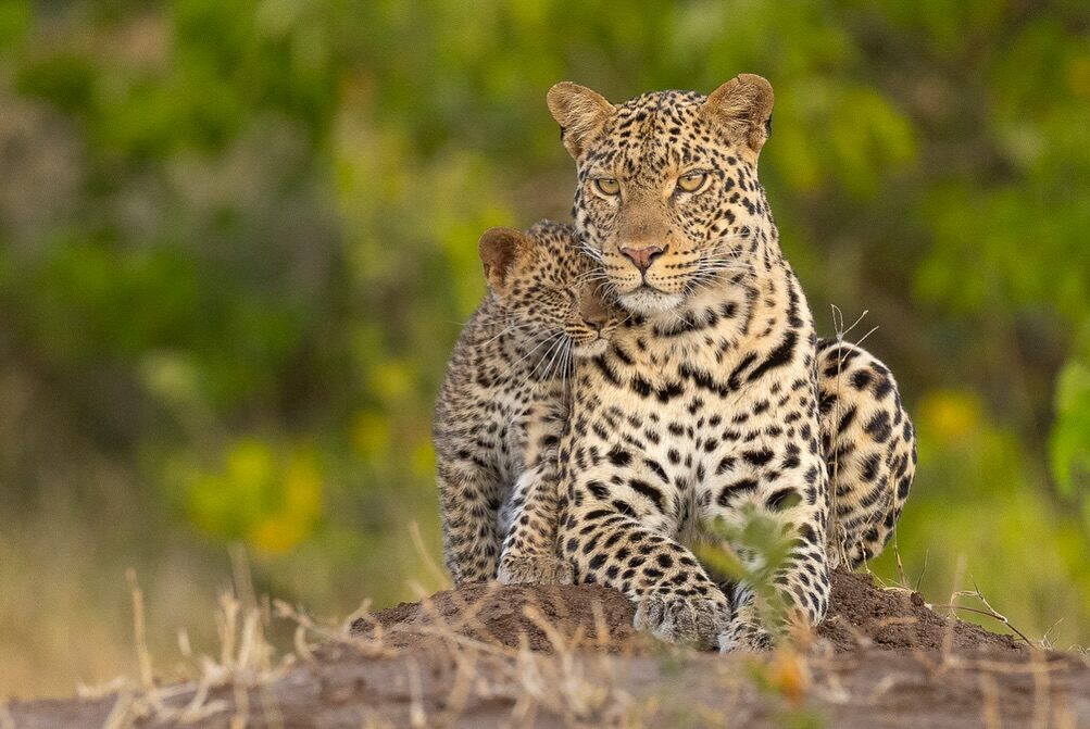 Is It Safe to Travel to Kenya or Tanzania for a Safari Right Now?