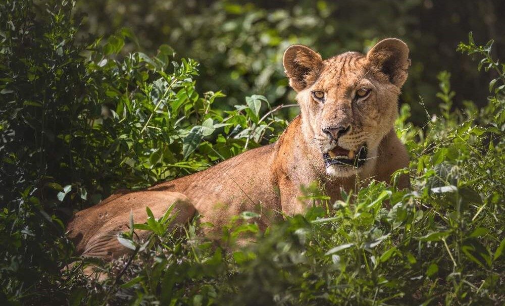 How Far in Advance Should I Book a Masai Mara or Serengeti Safari?