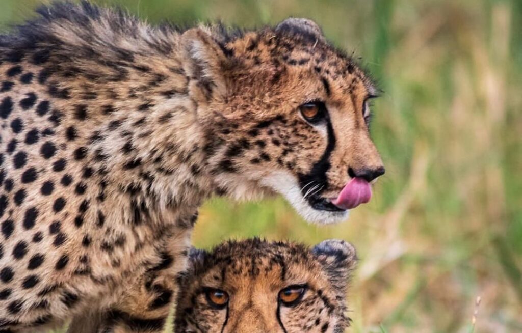 Things I Wish I Knew Before My First Kenya Safari